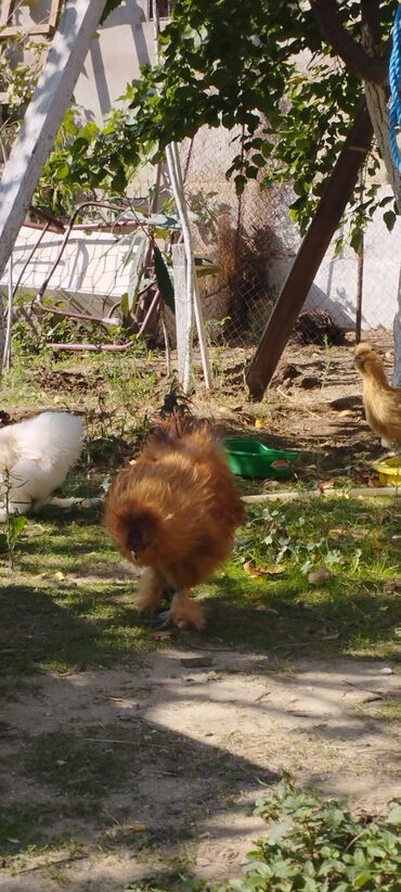 Xoruzlar: PON POn xoruzu satilir tekce — 6