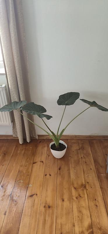 yaz gulleri sekilleri: Alocasia Regal shield. Yarpağı 2 el böyüklüyündedir. Bazar günü metro — 2