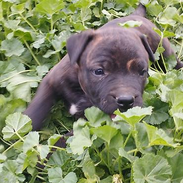 Продажа собак: Питбуль, 1 месяц, Самец at lalafo.kg — 3 Продажа собак: Питбуль, 1 месяц, Самец — 3