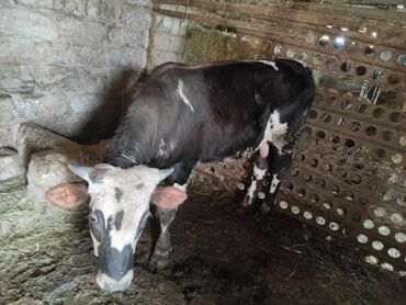 black bull dərmanı v Azərbaycan | XBOX ONE: Erkey danadi kökdu 140 145 kilo eti olar real aliciyam endirim olacag