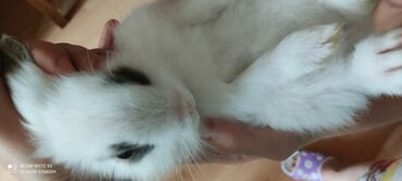 отдам в хорошие руки котенка in Азербайджан | КОТЫ: Продаю декаративного кролика он остается такой же не растет.так же он