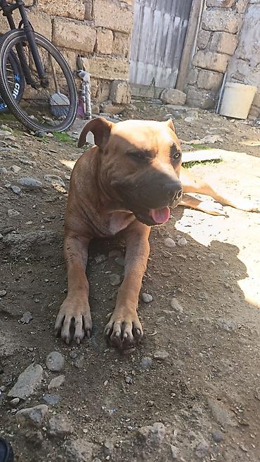 it sort: Pitbul, 2 il, Erkək — 8
