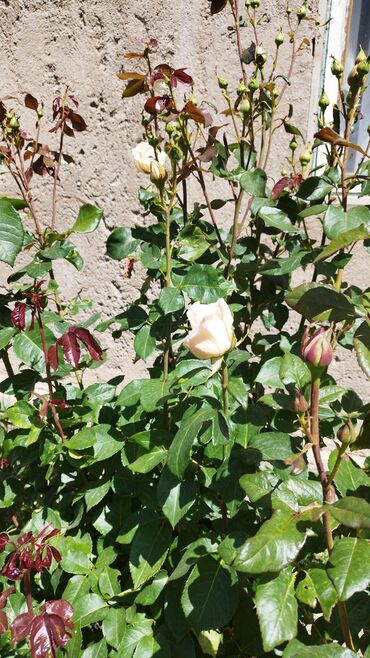 семена комнатных цветов в бишкеке: Продаю розы 100 сом шт