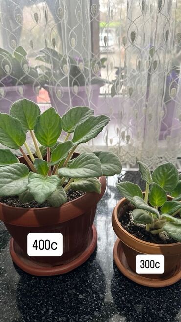 зелен: Фиалка (сенполия) в горшке. - Домашнее растение с компактной розеткой