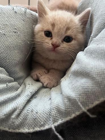 Pişiklər: Britan — 6