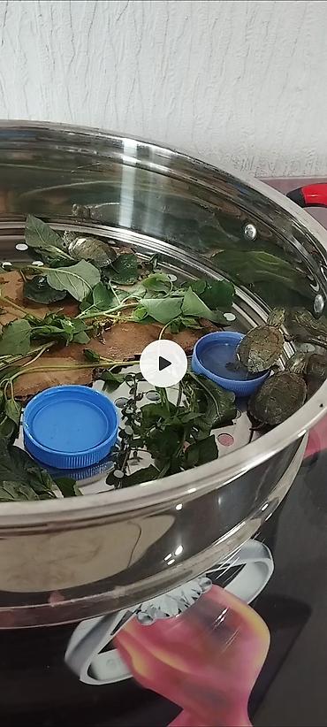 купить рыбку петушок: Малыши красноухие черепахи (Trachemys scripta elegans) - Вид — 1