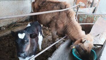 Товары и оборудование для с/х животных: Продаю корову с теленком теленок породистая хорошая не ее купили сосет
