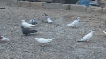 Göyərçinlər: Məhsul: Güvənçinlər (xüsusi uçuş və rəng çeşidləri) Təsvir: - — 16