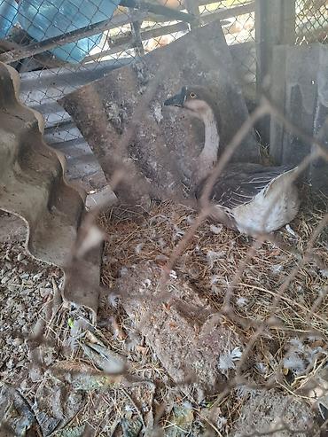 qaz quş: Qazlar satılır – 2 baş (ağ və boz rəngli) - Növ: ev qızı (qaz) - — 3