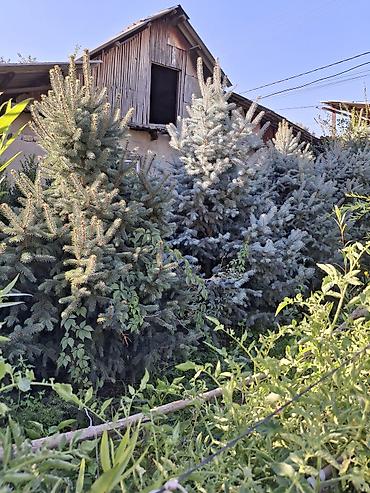 Декоративные деревья: Саженцы деревьев: Ели — 28