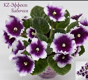 Бөлмө өсүмдүктөрү: Продаю деткистартеры сортовых фиалок🌺🌿🌺. От 100сом. Есть взрослые — 10