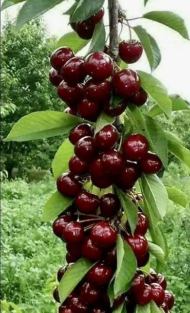 Малина: Малина — 18