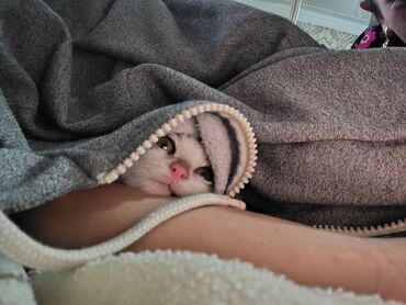 Pişiklər: Yaxşı əllərə — 3