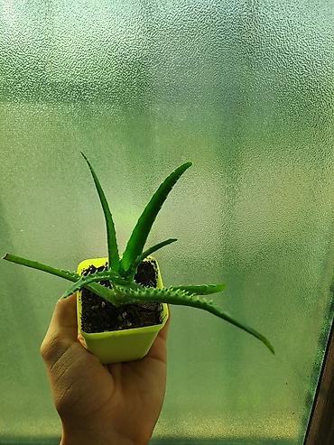 ev ucun dekor: Aloe (sukkulent) – qara plastik saksıda 2 ədəddir - Növ: Aloe — 7