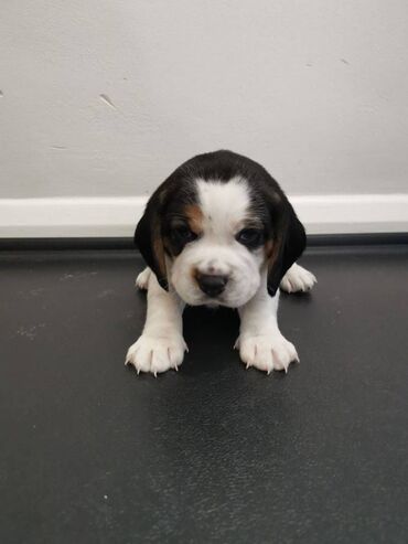 Cute and lovely male and female beagle puppies for sale, up to date