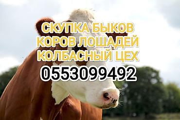пони животные: Колбасный цех, Частное лицо : Коровы, быки, Лошади, кони, | Любое состояние, Забитый, Круглосуточно — 1
