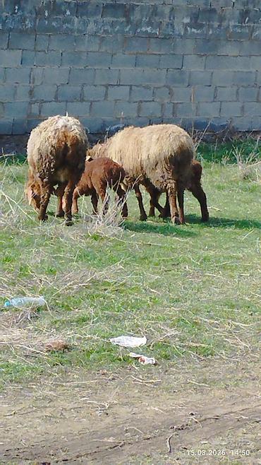 Баран, овца: Продаю | Овца (самка) | Для разведения | Матка — 8