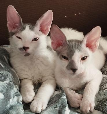 британские котята черные: Котята модели донского сфинкса с редким окрасом блю-трюфл (серо-белые — 9
