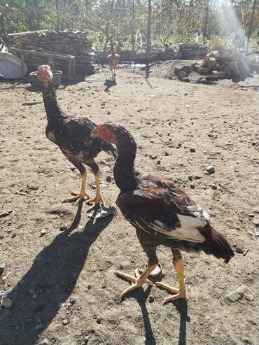 Xoruzlar: Xoruz, il: <1 — 11