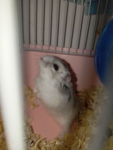 енот в баку купить: Hamster (cücəboy Drəvşkiy/Campbell tipli) – zərif, xırda ev heyvanı
