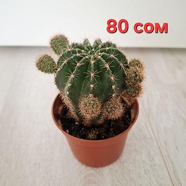 Фикустар: Распродажа комнатных цветов‼️‼️‼️ Фикус эластика (Ficus elastica) в — 3