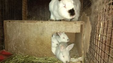 кролик бишкек: Продаю крольчат полтора месяца