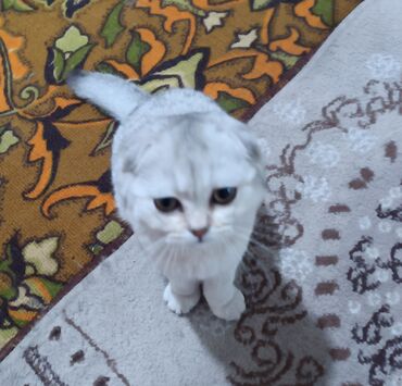 китайская кошка: Скотиш Фолд (Шотландская вислоухая), 4 месяца, Девочка, Серебристая шиншилла, Приучена к лотку