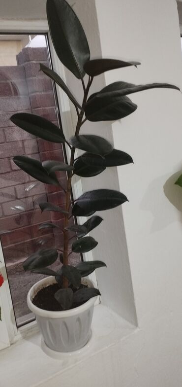 офисные растения: Фикусы