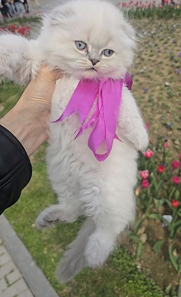 Pişiklər: Şotland yasti qulaq colir point erkey bala satişdadi.Fevralin 1 i — 1