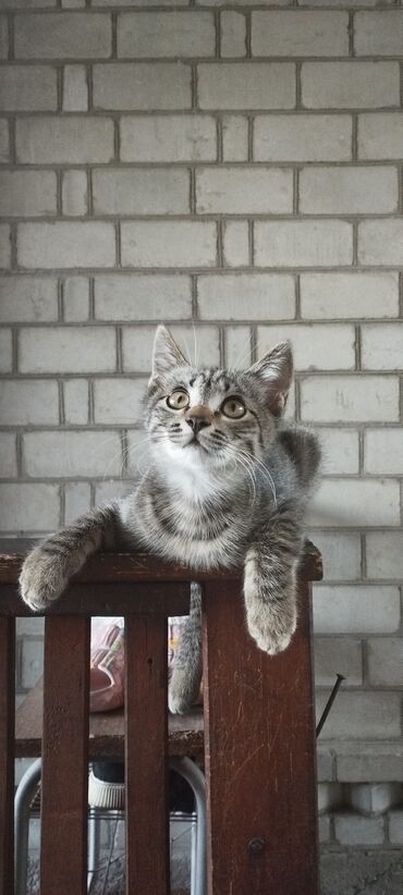 кот для вязки: Кошка даром: Бенгальская, 2 месяца, Мальчик, Приучена к лотку