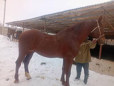 Лошади, кони: Продаю | Конь (самец) | Для разведения, Конный спорт | Племенные — 4