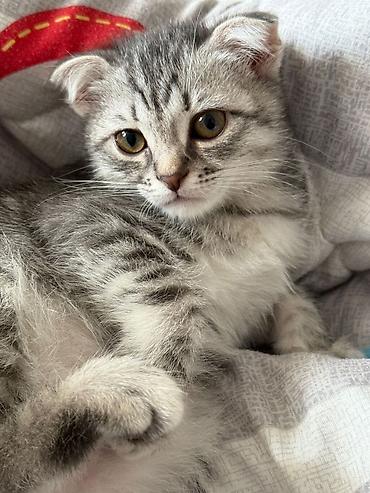 ev sicanı: Şotland qıvrımqulaq bala pişiklər - Cins: Scottish Fold (qıvrım — 10