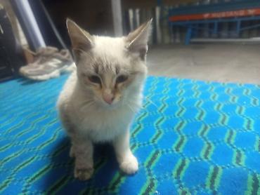 Кошки: Кошка даром: Беспородная, Девочка, Приучена к лотку — 5