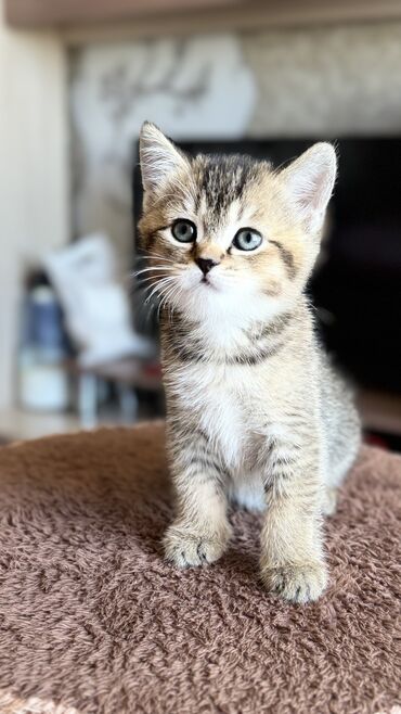 Коты: Прекрасные создания ищут хозяев шотландские! Родились 27 апреля