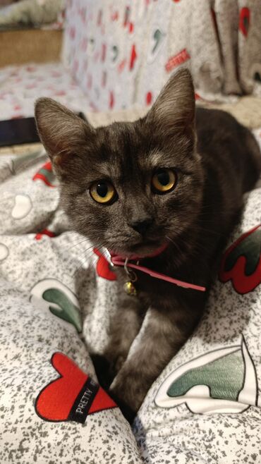 золотая шиншилла баку: Dişi, Yaxşı əllərə