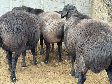 Бараны, овцы: Продаю | Баран (самец), Ягненок | Гиссарская, Арашан | Для разведения, Для шерсти, На забой | Племенные — 4