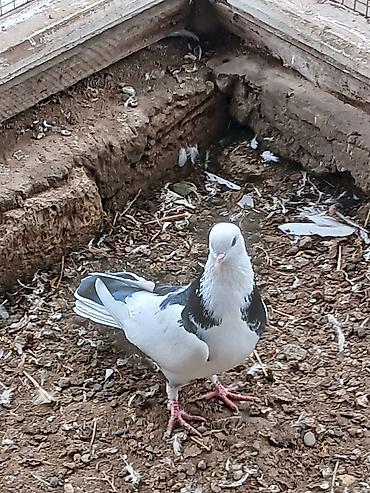 Göyərçinlər: Qiymət hamısına aitdir qiymətdə razılaşmaq olar — 7