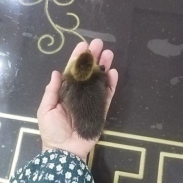 pitbull balaları: Zümrüd ayın 2si çıxmış balalar 10 manat və 3 aylığ zümrüd 25 manat — 7