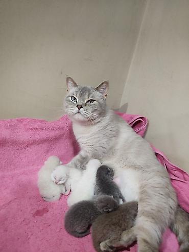 Pişiklər: Britan -da lalafo.az — 10 Pişiklər: Britan — 10