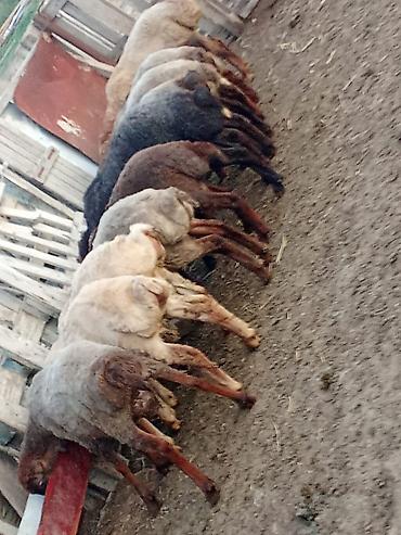 quzu qiyməti: Salam.qurbanliq quzular var her çəkidə isdeyen elaqe saxlaya bilər — 4