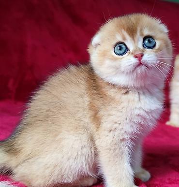 Продажа кошек: Скотиш Фолд (Шотландская вислоухая), 2 месяца, Мальчик, Золотая шиншилла — 14