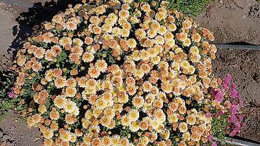 ролл шторы в бишкеке цены: 🌸 ШАРОВИДНЫЕ ХРИЗАНТЕМЫ — ОПТОМ ОТ ПРОИЗВОДИТЕЛЯ 🌸 Предлагаем — 9