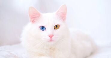 кот каракал: Белая домашняя кошка с гетерохромией (разные глаза): один глаз