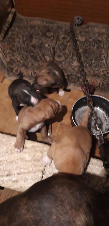 İtlər: Pitbul — 7