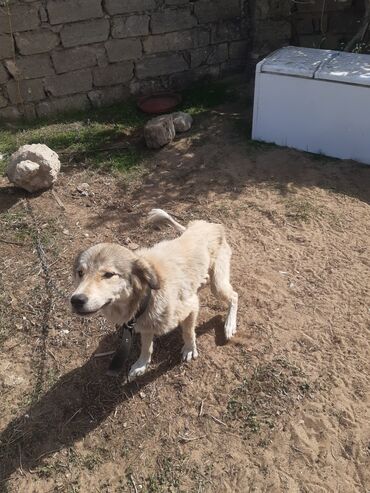 İtlər: KÖÇÜRÜK DEYƏ ÖZ İTLƏRİMDİ ETİBARLİ ƏLLƏRƏ VERİLİR SİYƏZƏNDƏN — 10