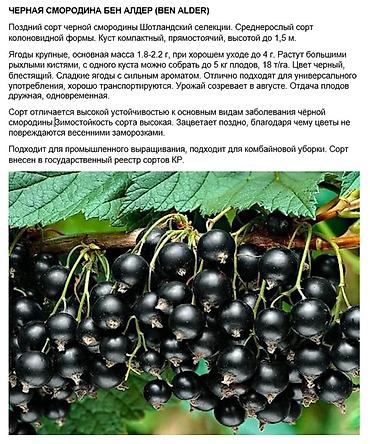 Карагат: Продаются саженцы черной и золотистой смородины (Капитан)! Черная — 8