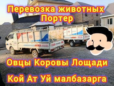 мотокоса цена бишкек: Портер, Перевозка скота, По региону, По городу, По стране, с грузчиком
