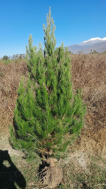 Tinglər: Eldar wami ve kiparis pramida isdenilenn sayda ve olcude var qiymet — 8