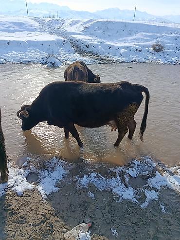 Коровы, быки: Продаю | Корова (самка) | Для молока — 12