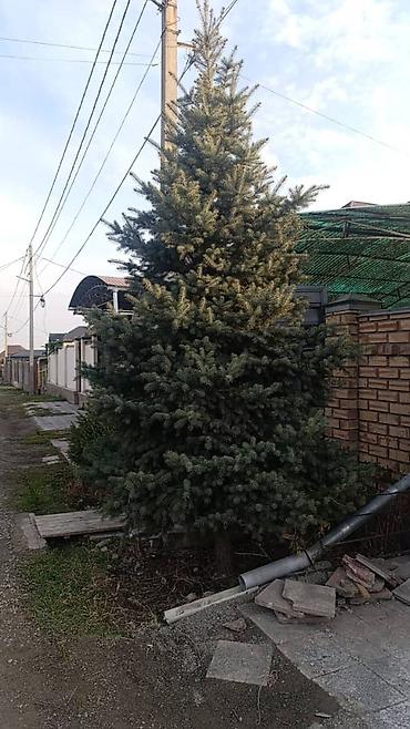 zonty: Ель сизая (Picea pungens, голубая ель) для ландшафтного озеленения — 2